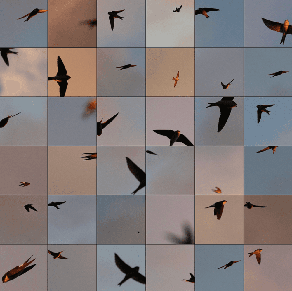 Edouard Taufenbach and Bastien Pourtout Le bleu du ciel